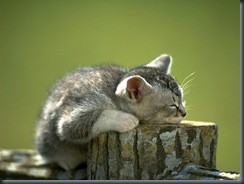 CAT_0136