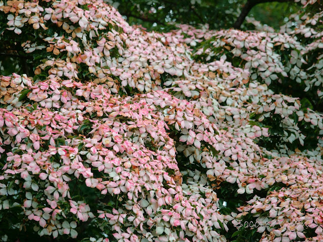 Cornus kousa