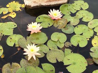 water plants in spring