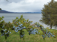 Cedar branch with berries