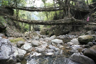 FOTO JEMBATAN HIDUP TERBENTUK DENGAN SECARA ALAMI