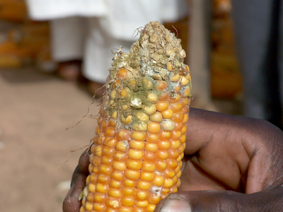 Poisons produced by fungi that grow on moldy peanuts and corn may be worsening Africa’s AIDS crisis