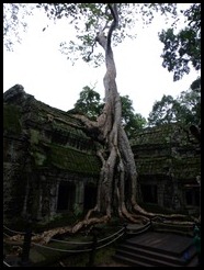 Cambodia, Siem Reap, Ta Prohm, 2 September 2012 (2)