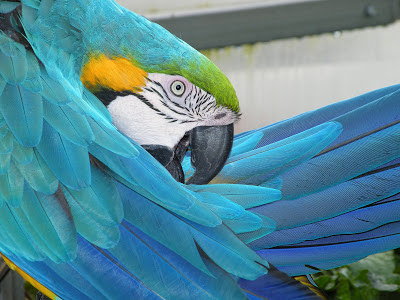 Bird Photography