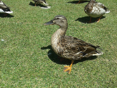 duck photos, wordless wednesday