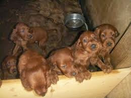 Rode Ierse Setter pups