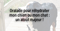  Oralade pour réhydrater mon chien ou mon chat : un atout majeur !