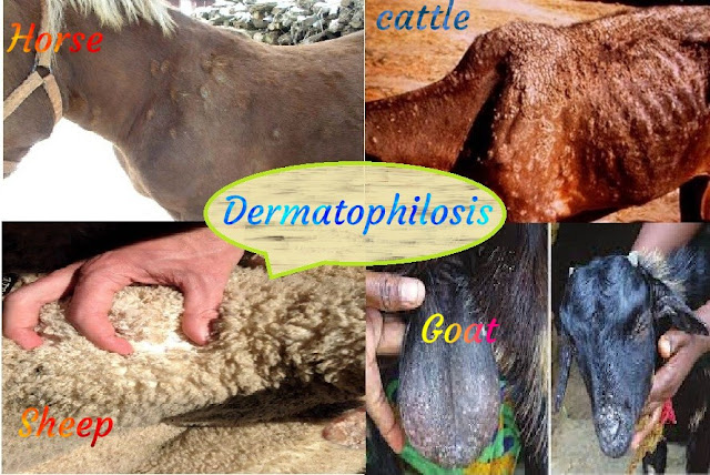 حمى الطين - داء جلدي -Dermatophilosis -Streptothrichosis -Mud fever Lumpy wool -Strawberry foot rot