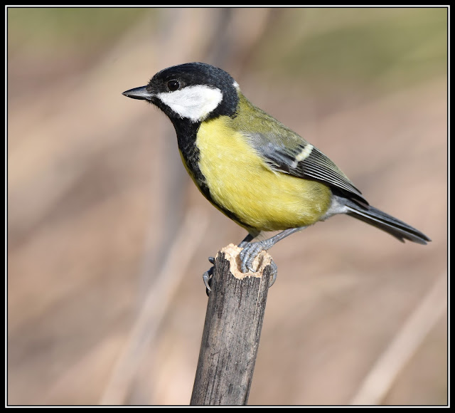 Great Tit