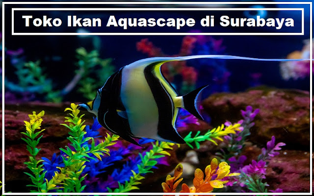 Toko Ikan Aquascape