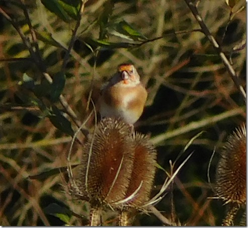 3 goldfinch on teasel