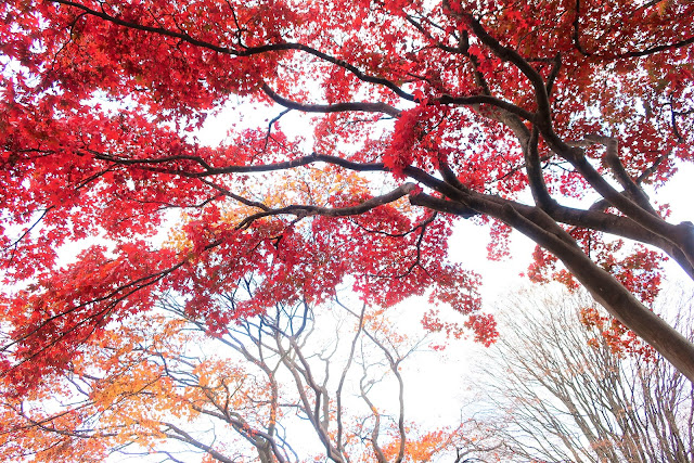 北海道 函館ツアー 五稜郭公園