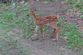 whitetail fawn, mid-June 2015