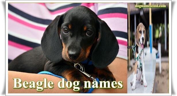 Beagle dog names