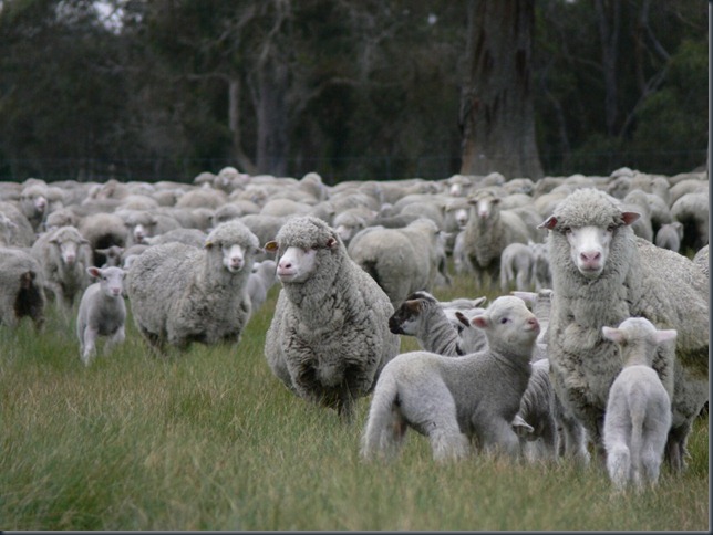 ewes lane