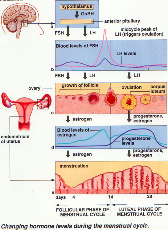 Efek Samping Periode Menstruasi Wanita