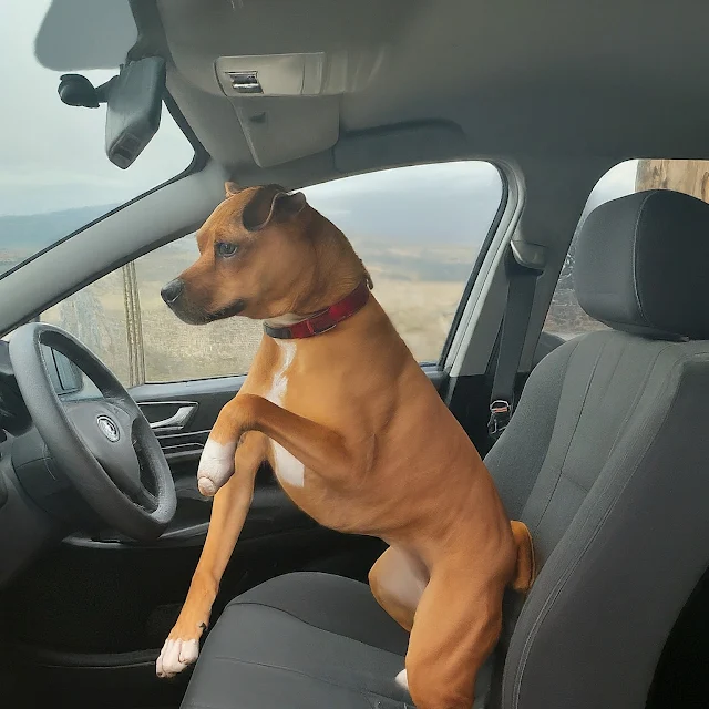 dogs doing dances