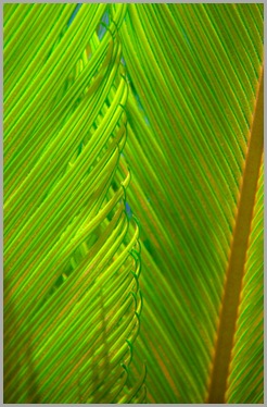 Nature's Summer Dance-0601-DZ_San Diego Z09