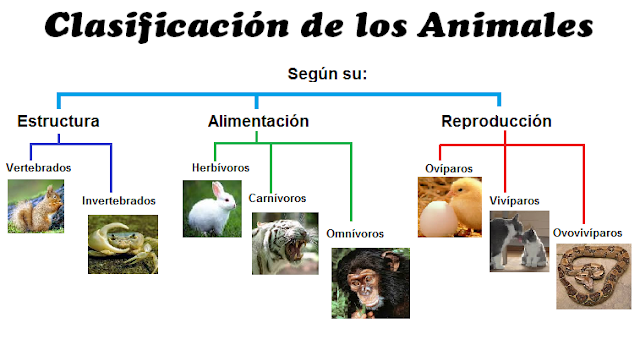 Resultado de imagen de clasificacion animales segun alimentacion