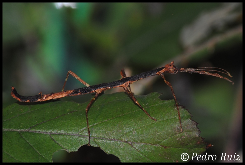 Ninfa hembra L3 de Phenacephorus Latifemur, 4,5 cm de longitud