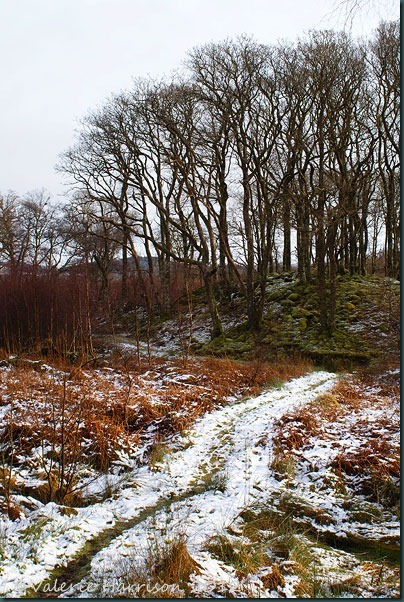 13-mossy-hill