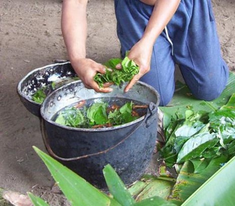 Plants3 Plants3