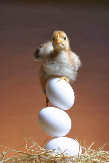 World Egg Day - Παγκόσμια Ημέρα Αβγού