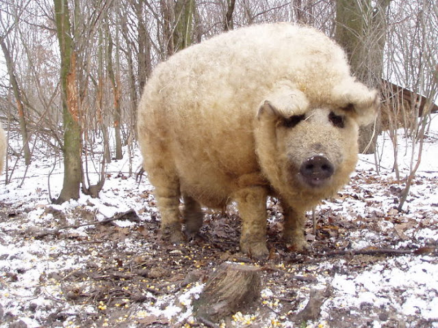 Animais com pelos e cabelos de dar inveja a qualquer pessoa