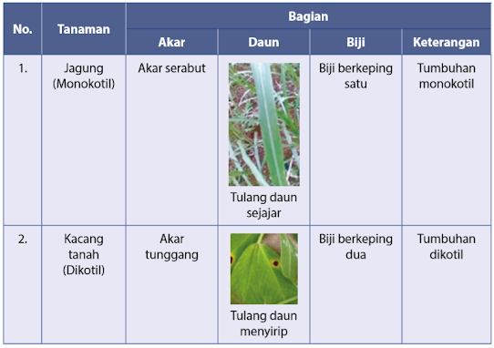 perbedaan monokotil dan dikotil