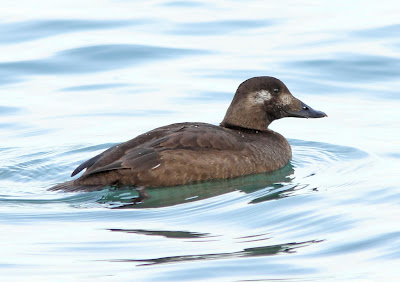 White winged Scoter