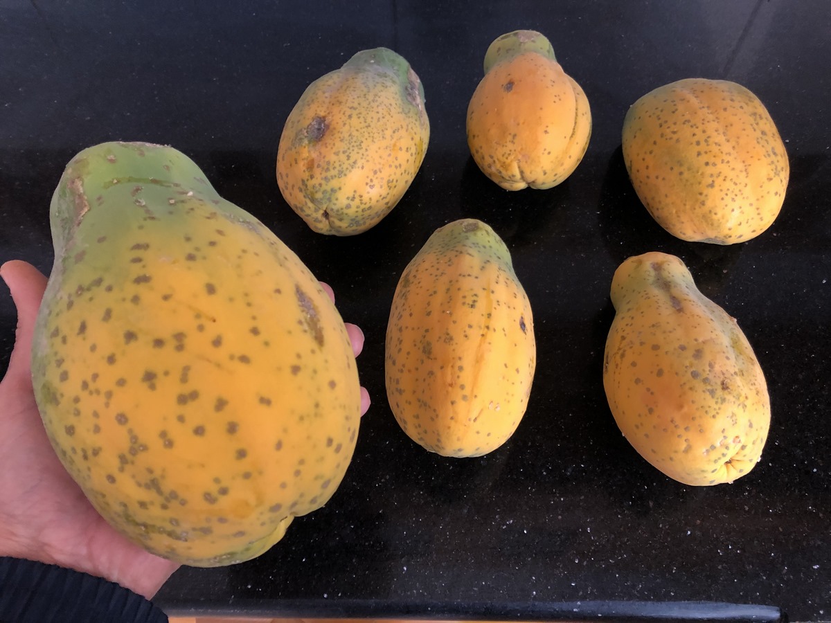 In this video, we'll take you through the entire process of harvesting papayas, from identifying the perfect ripeness to safely cutting and storing these tropical delights. Whether you're a seasoned gardener or a curious beginner, our easy-to-follow steps will ensure a bountiful and delicious harvest.