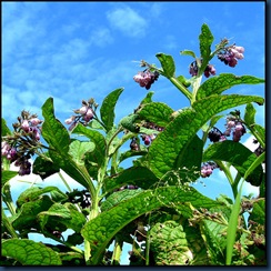 Comfrey