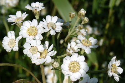 Wilde Bertram - Knopkes - Achillea ptarmica