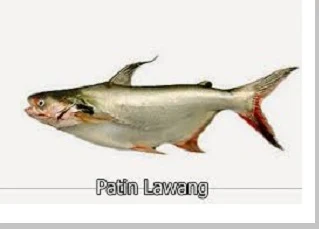 jenis -jenis ikan patin