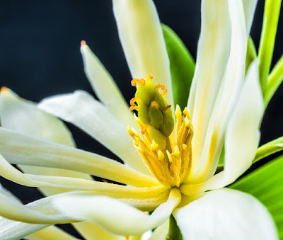 Flonimal Nesia Mitos Mistis Bunga Cempaka Putih