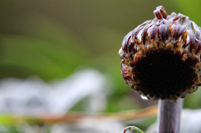 Chersodoma ovopedata at Salkantay Pass, Plant with Flower