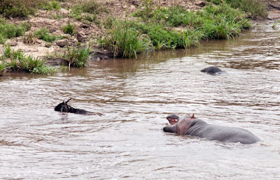 Amazing Story In Kenya Antelope Saved by a Hippo Seen On www.coolpicturegallery.us