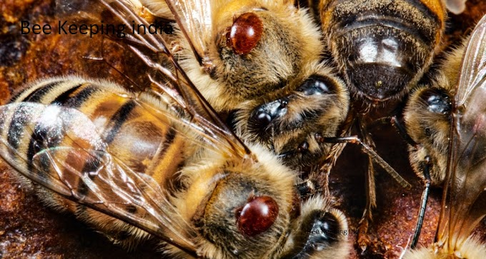 How to protect honey bees in the boxes from other insects?