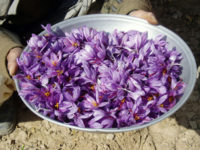 Saffron cultivation in Kabul Afghanistan