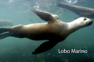 Foto de Lobo Marino nadando en Península Valdés