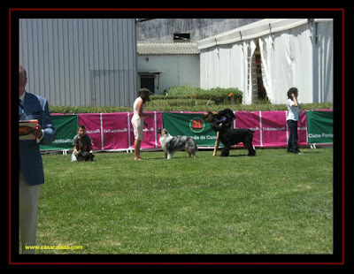 australian shepherd in young handler