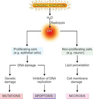 Mechanisms of cell injury by ionising radiation.