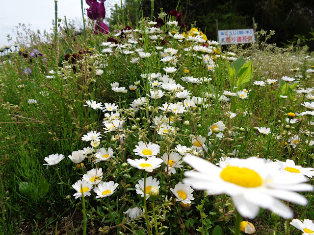 あごうじの寄り道花壇