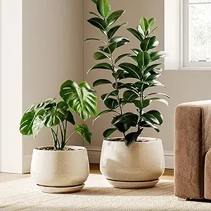 Ceramic Planters – Minimalist Homes for Lush Greenery