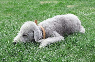 bedlington puppy terrier is resting on grass