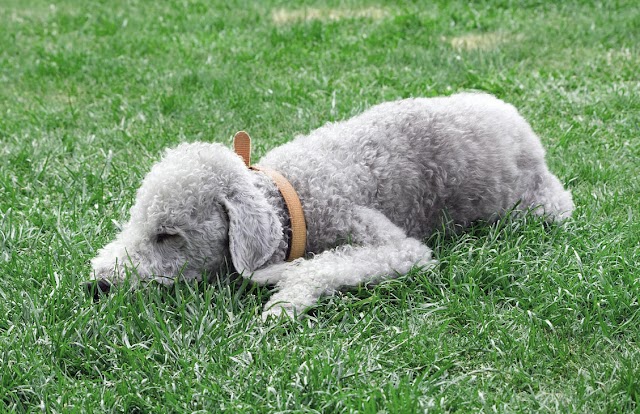 Bedlington terriers, cute dogs and puppy pictures