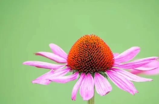 tanaman echinacea