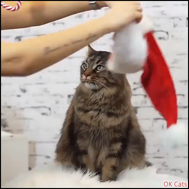 Christmas Cat GIF • 'Yves' aka Santa paws likes salmon flavored candy cane [ok-cats.com]