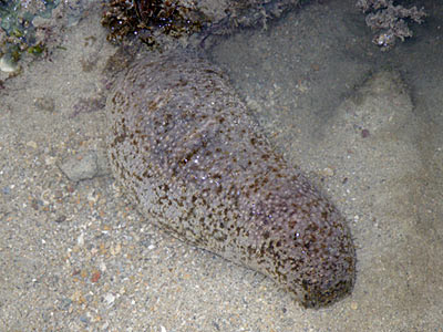 Stonefish sea cucumber (Actinopyga lecanora)