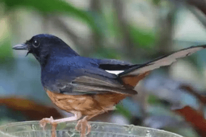 5 Macam Burung Kicau Termahal Di Indonesia